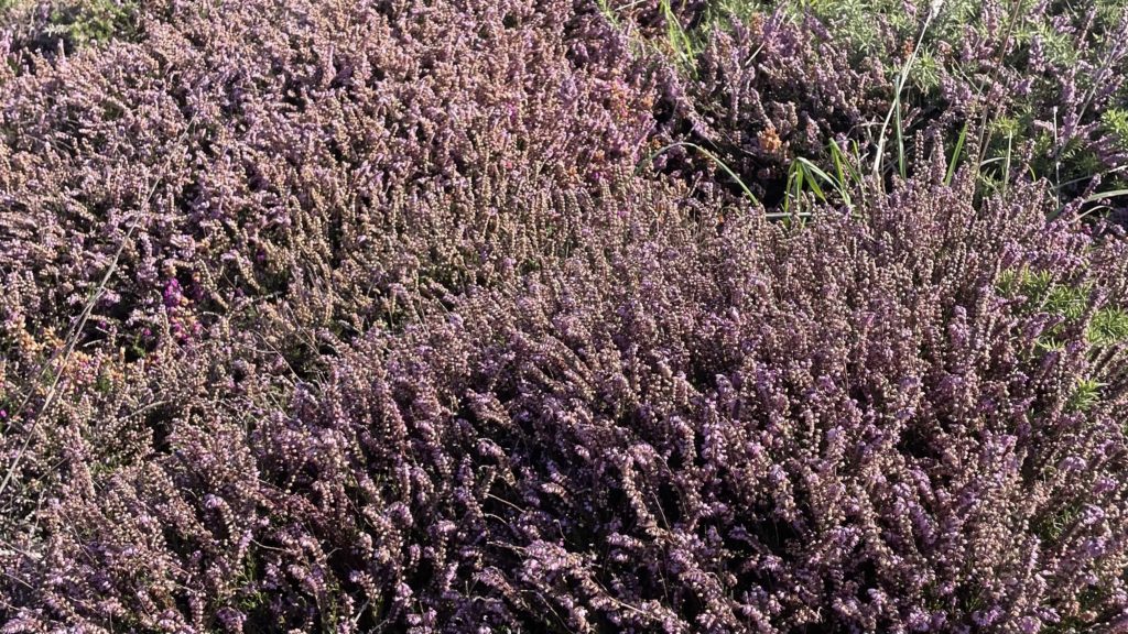Champ de bruyère en fleurs aux teintes mauves