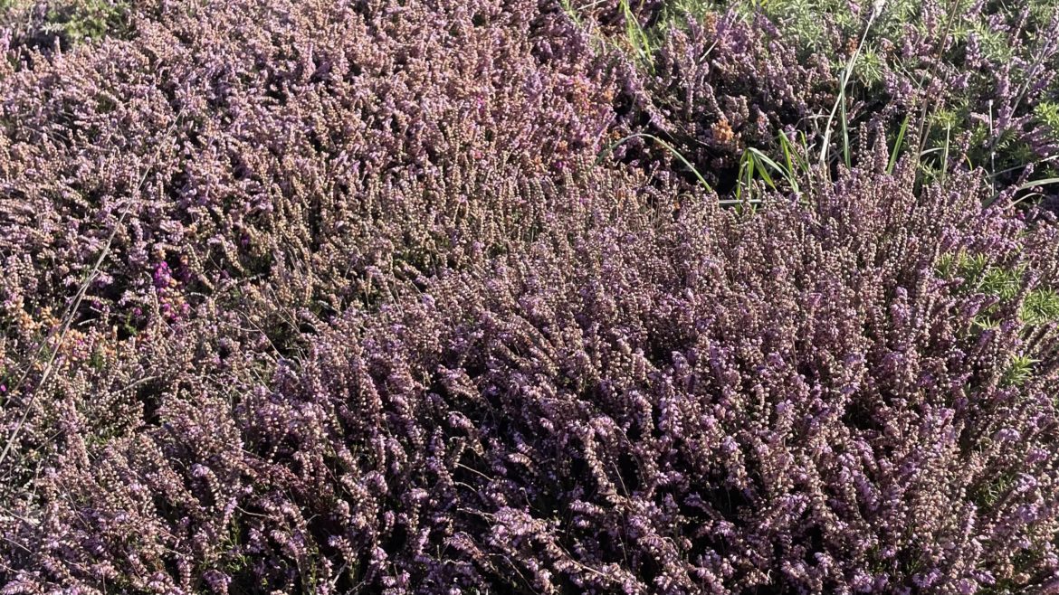 Champ de bruyère en fleurs aux teintes mauves